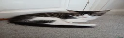Maine Coon cats for sale: Pedigree Maine Coon kittens in Millom - Advert 2