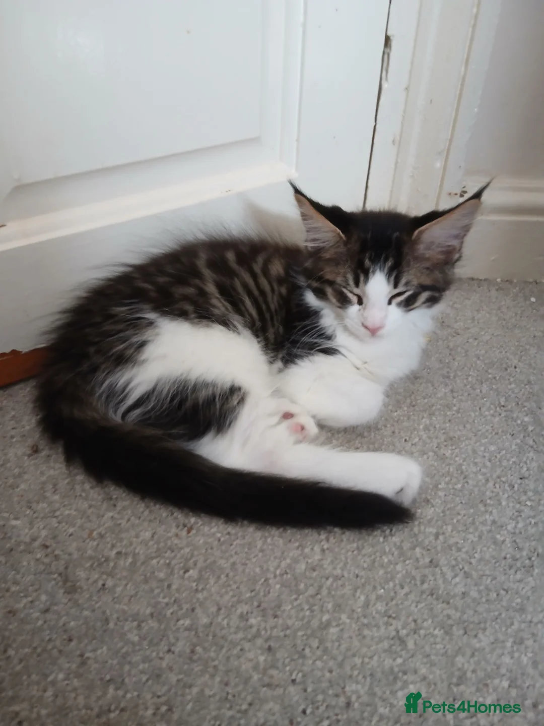 Maine Coon cats for sale: Pedigree Maine Coon kittens in Millom - Advert 2
