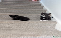 British Longhair cats for sale: Kittens are ready to go  - Image 23