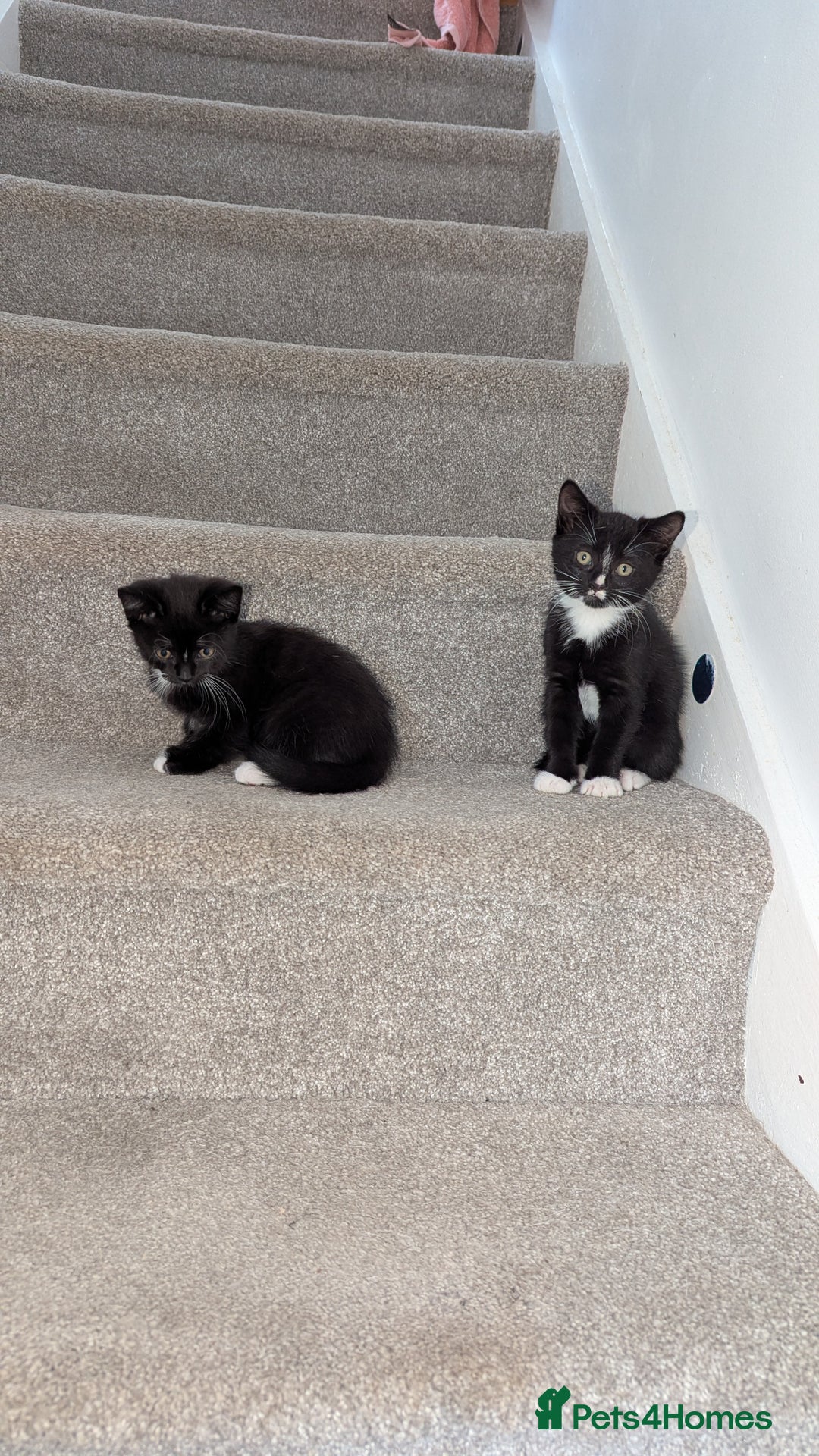 British Longhair cats for sale: Kittens are ready to go  - Image 23