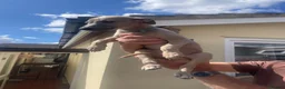 Whippet dogs for sale: Whippet puppies - Advert 3