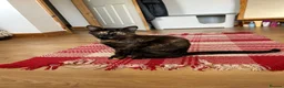 Mixed Breed cats for sale: 4 lovely mixed colour kittens in Hull - Advert 15