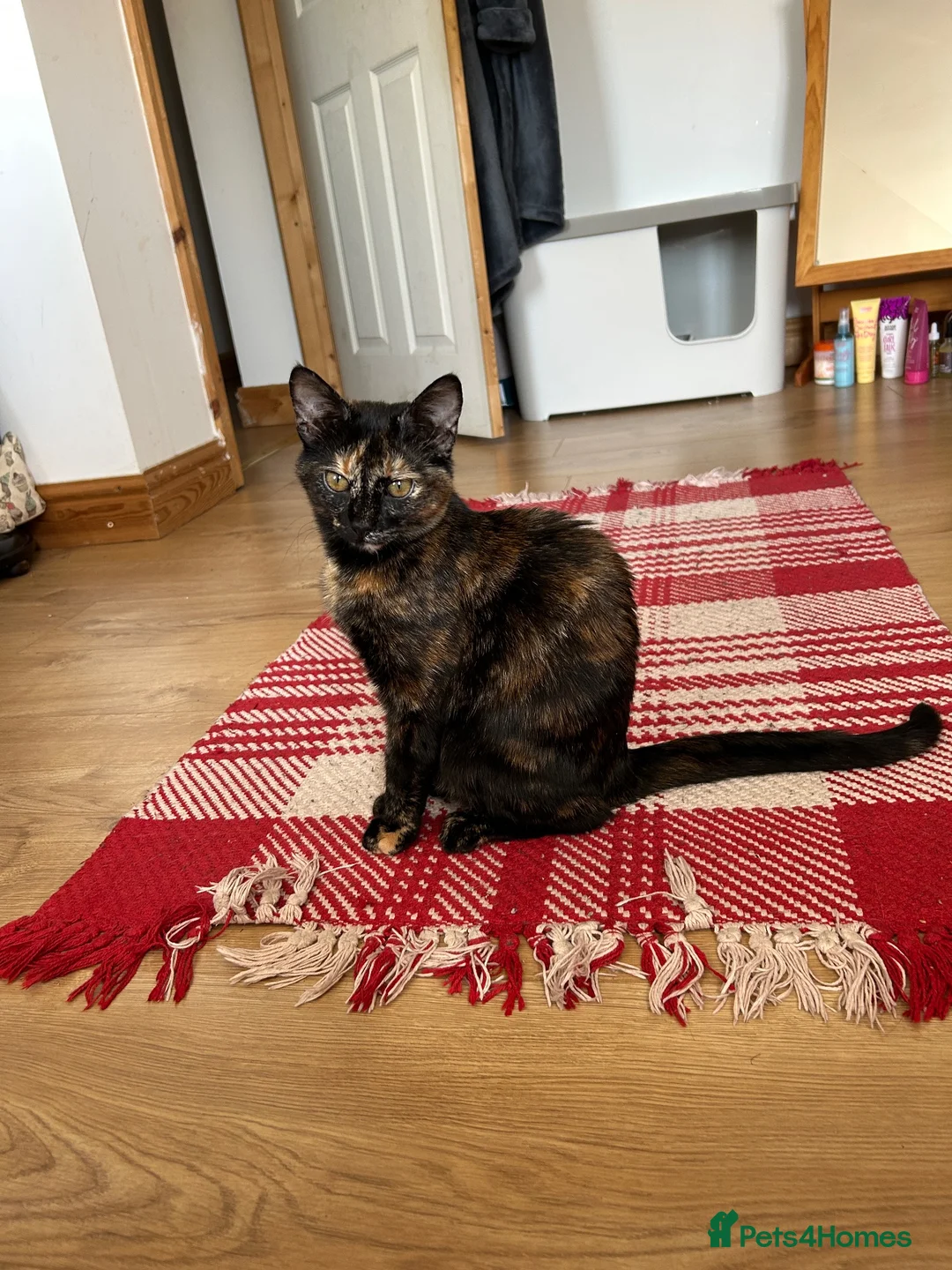 Mixed Breed cats for sale: 4 lovely mixed colour kittens in Hull - Advert 15