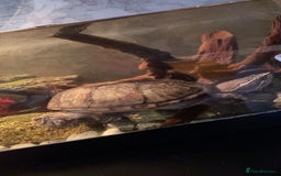 Turtle reptiles for sale: Musk turtle  - Image 3