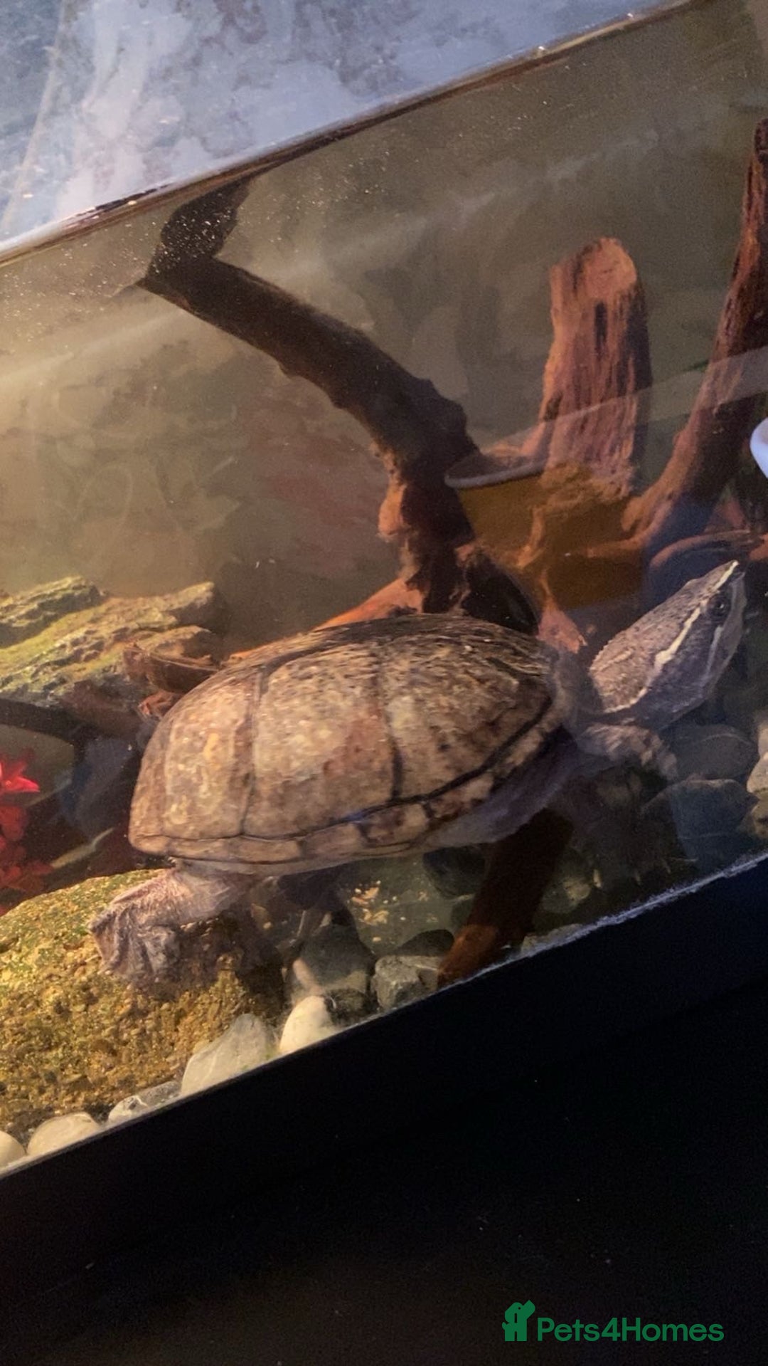 Turtle reptiles for sale: Musk turtle  - Image 3