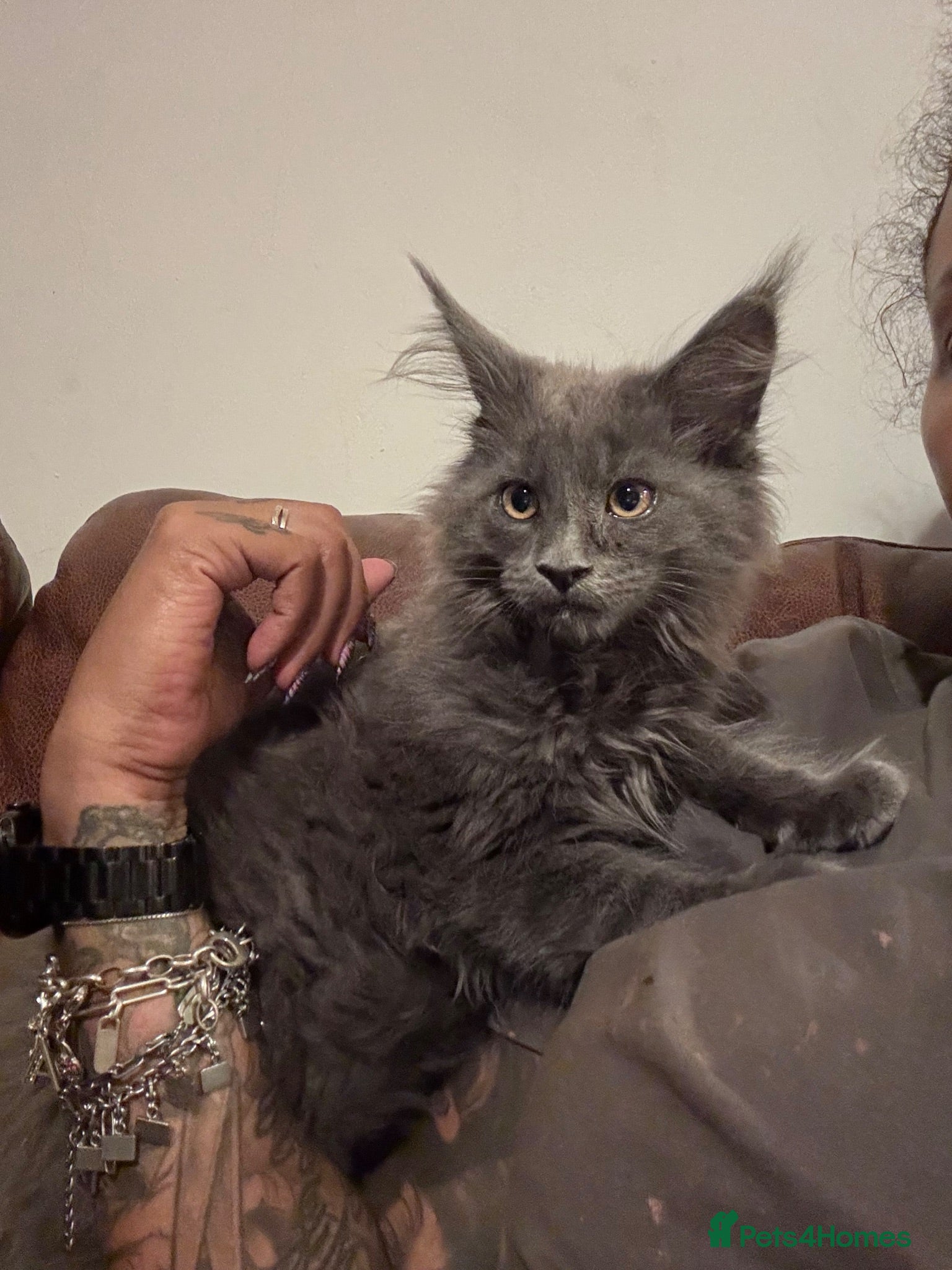 Maine Coon cats TICA  Fully registered & vaccinated  - Advert 2