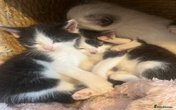 Ragdoll cats for sale: Half rag doll kitten   - Image 3