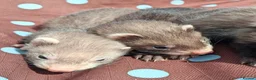 Ferret rodents for sale: Full and Semi angora kits  - Advert 20