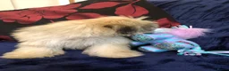 Malshi dogs for sale: shihtzu x maltese puppies for sale  - Advert 6