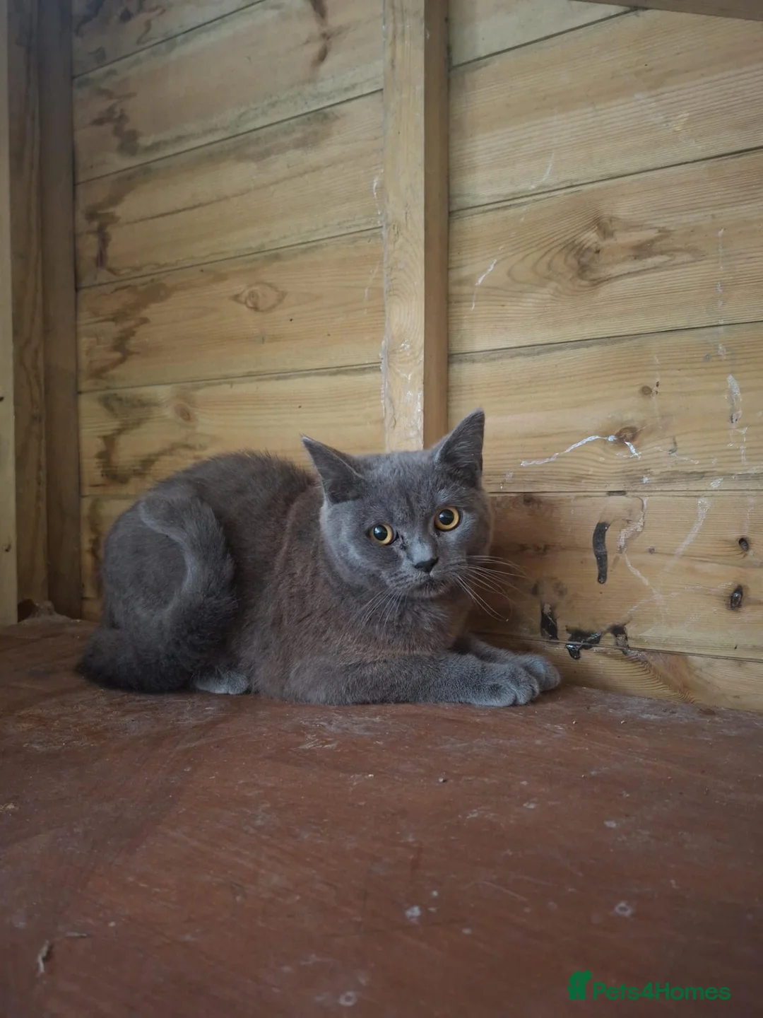 Mixed Breed cats for sale: Beautiful British shirt hair X Ragdoll  - Advert 2