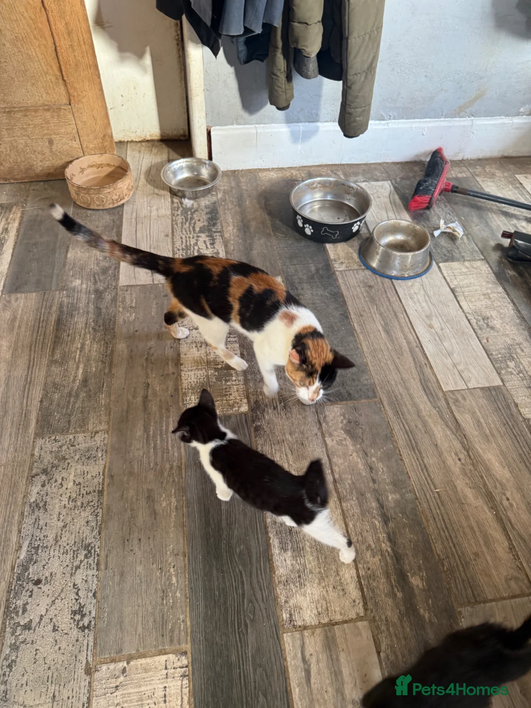 Mixed Breed cats for sale: Beautiful black and white boy - Advert 2