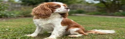 Cavalier King Charles Spaniel dogs for stud: BLENHEIM*CHOCOLATE CARRIER🍊🍫 - Advert 3