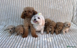Maltipoo dogs for sale: Blue eyes F1 Maltipoo puppies - Image 17