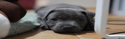 Staffordshire Bull Terrier dogs for sale: Ready now! Stunning Staffy Puppies 🐶 - Advert 2