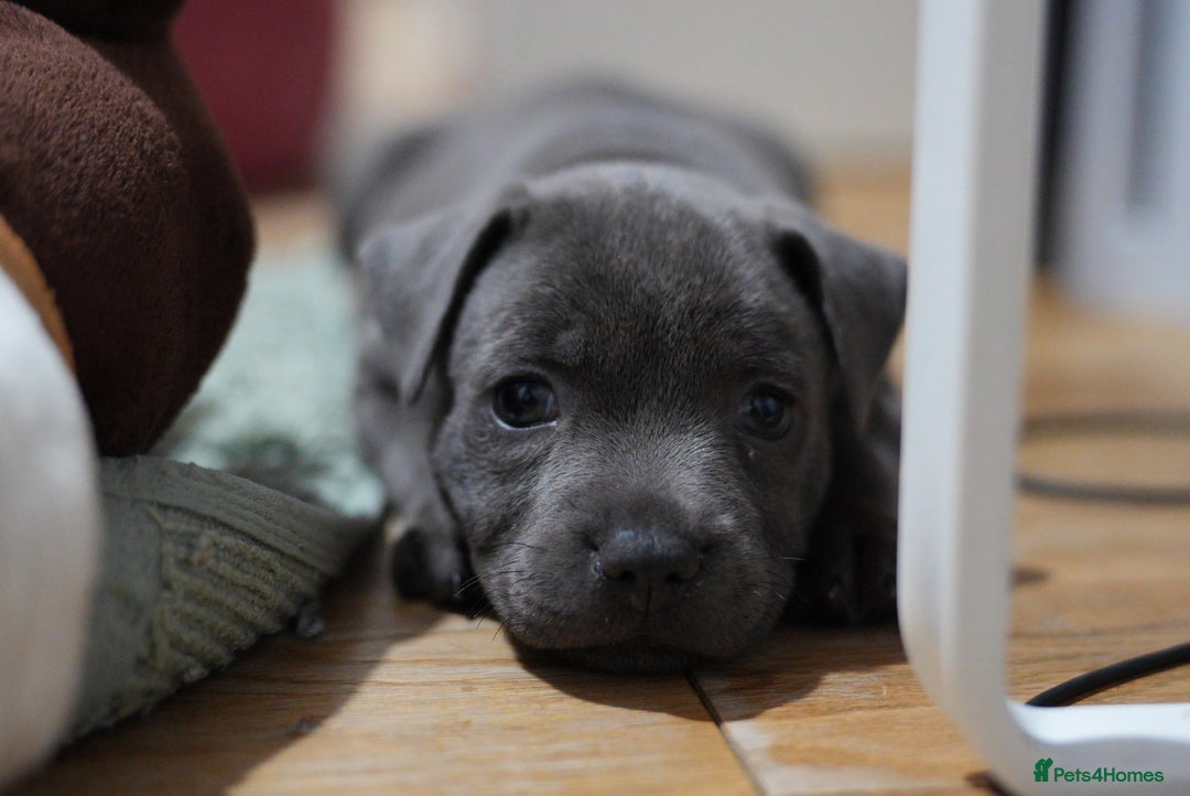 Staffordshire Bull Terrier dogs for sale: Ready now! Stunning Staffy Puppies 🐶 - Advert 2