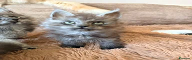 Maine Coon 3