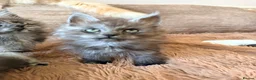 Maine Coon cats for sale: Tica registered mainecoon kittens (some polys)  - Advert 14