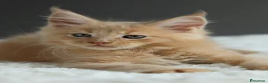 Maine Coon 1
