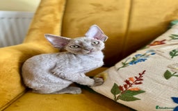 Devon Rex cats for sale: 🐾Pedigree Devon Rex Kittens- Raised with Love🐾 - Image 29