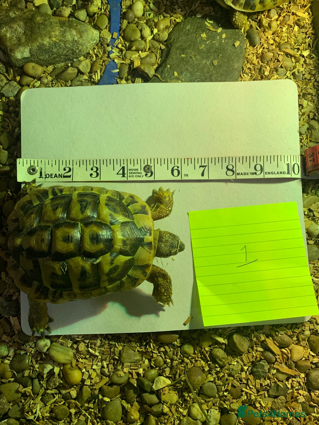 Hermann Tortoise reptiles for sale: Testudo hermanni (Hermanns Tortoise) - Advert 2