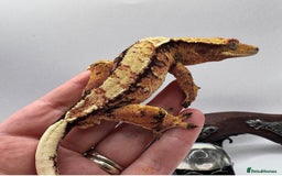 Gecko reptiles for sale: 2 quality crested gecko males  - Image 3