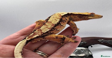 Gecko reptiles - Advert 7