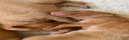 Hungarian Vizsla dogs for sale: KC Reg HV Pups, COI 1.3% ,Hip Scored For Sale - Advert 11