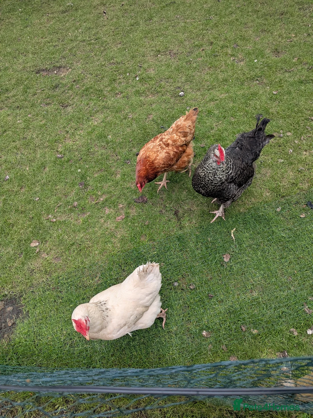 Chickens poultry for sale: 1 speckled hen 1 white Sussex 1 Colombian ranger in Stoke-on-Trent - Advert 1
