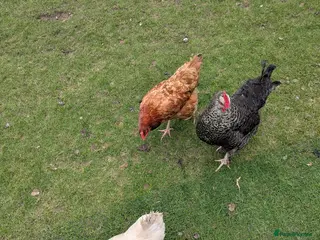 Chickens poultry 1 speckled hen 1 white Sussex 1 Colombian ranger - Advert 1