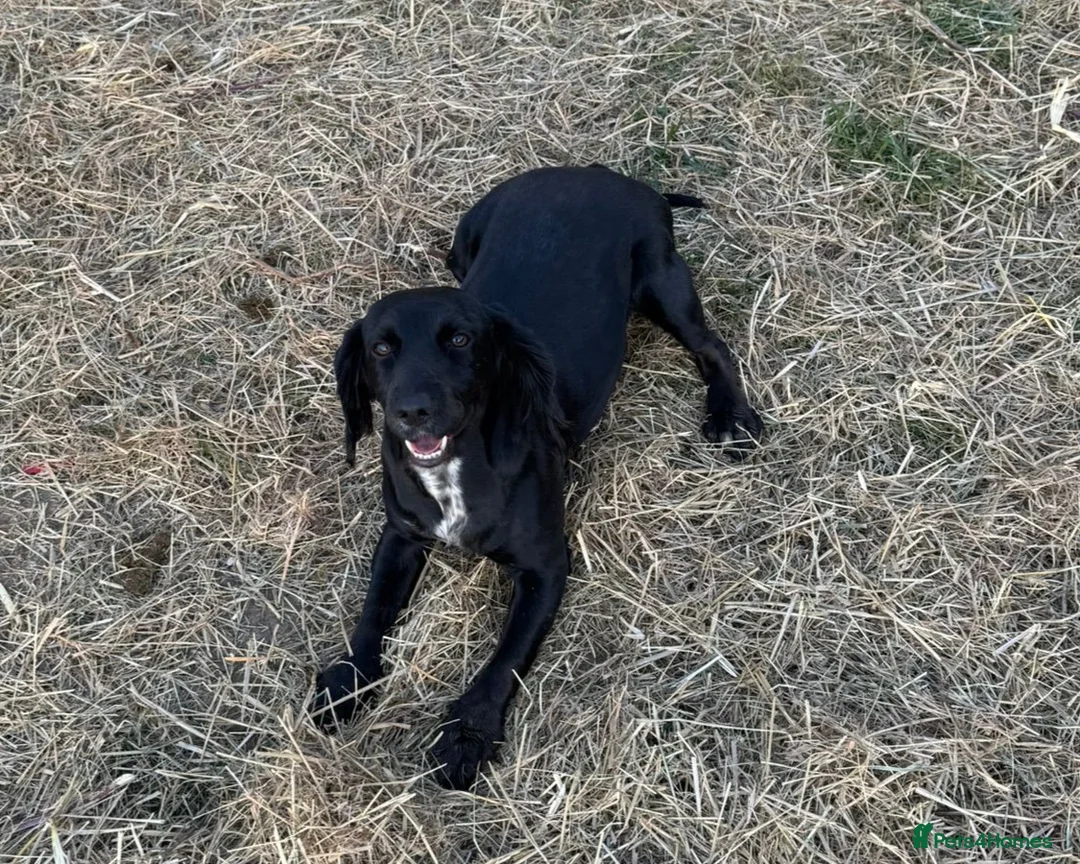 Cocker Spaniel dogs for sale: 7 beautiful cocker spaniels puppys - Advert 1