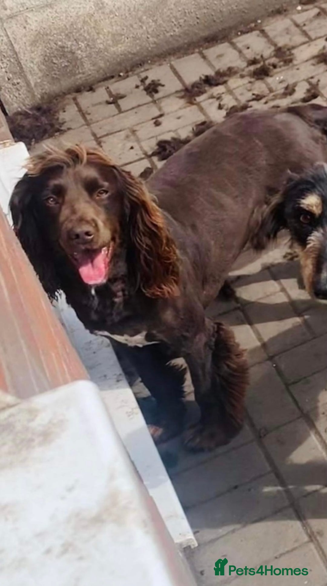 Sprocker dogs for sale: Stunning sprocker puppies  - Advert 17