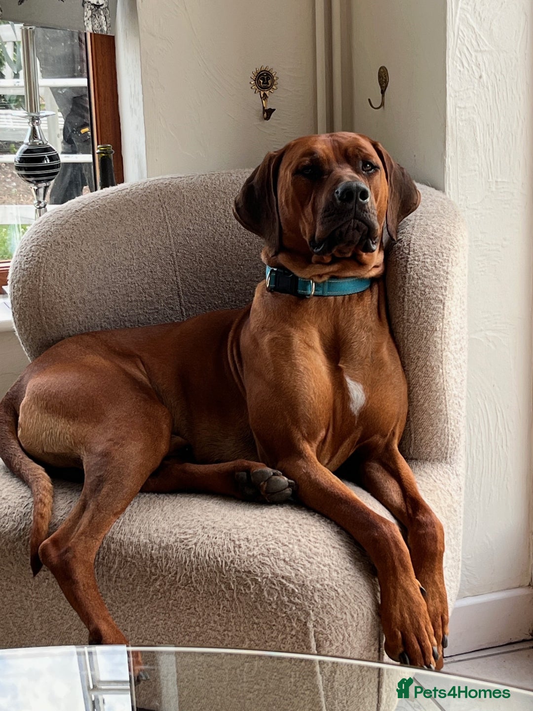 Rhodesian Ridgeback dogs for sale: Skyleridge Ridgebacks  - Advert 4