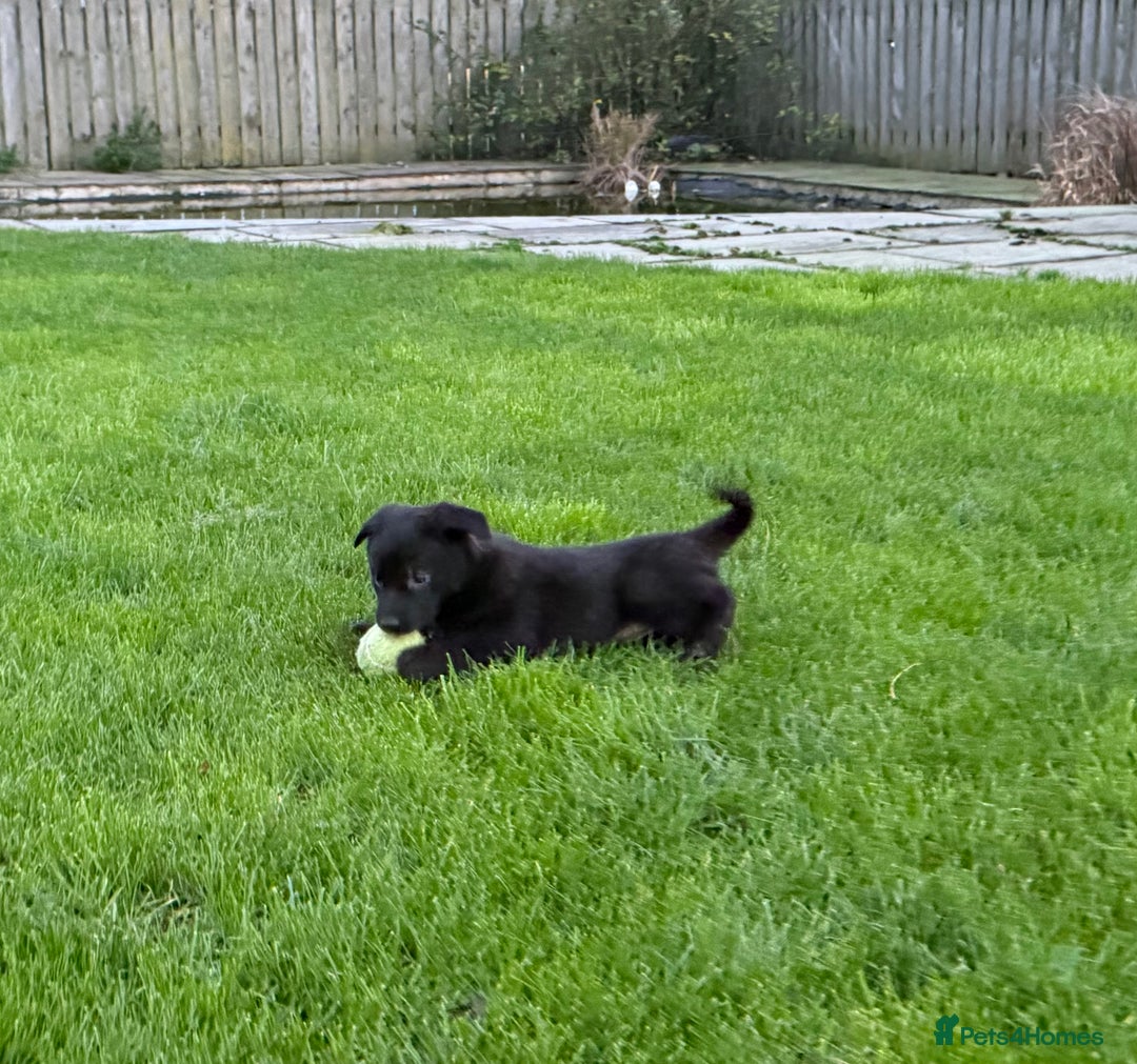 Border Collie dogs for sale: Fabulous Border Collie x Labrador Puppies - Advert 14
