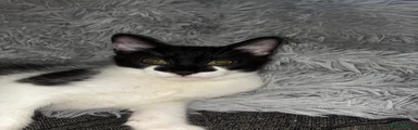 Girl: Kitten 2
