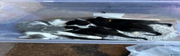 Mixed Breed cats for sale: Mixed kittens in Crewkerne - Advert 1