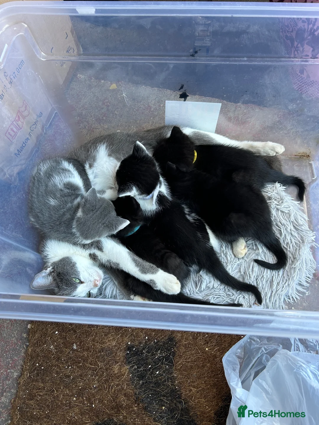Mixed Breed cats for sale: Mixed kittens in Crewkerne - Advert 1