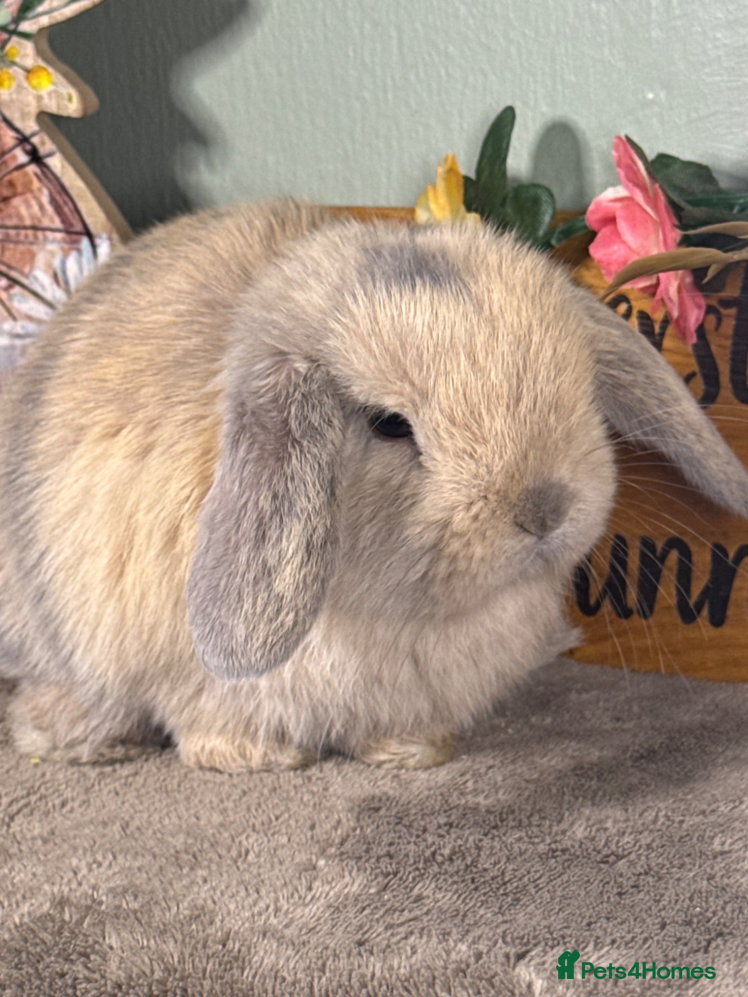 Mini Lop rabbits Lovely selection of *vaccinated* mini lop babies - Advert 2