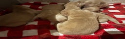 Golden Retriever dogs for sale: Golden retriever puppies boys and girls available  - Advert 5