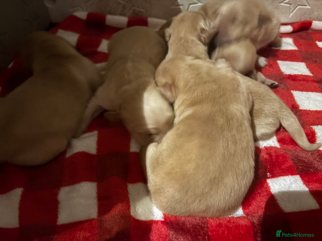 Golden Retriever dogs for sale: Golden retriever puppies boys and girls available  - Advert 5