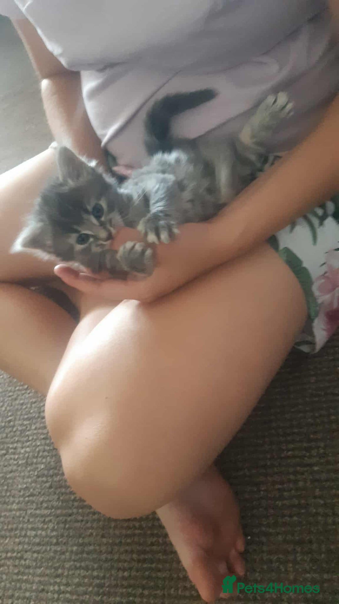 Mixed Breed cats for sale: Smoky  - Image 4