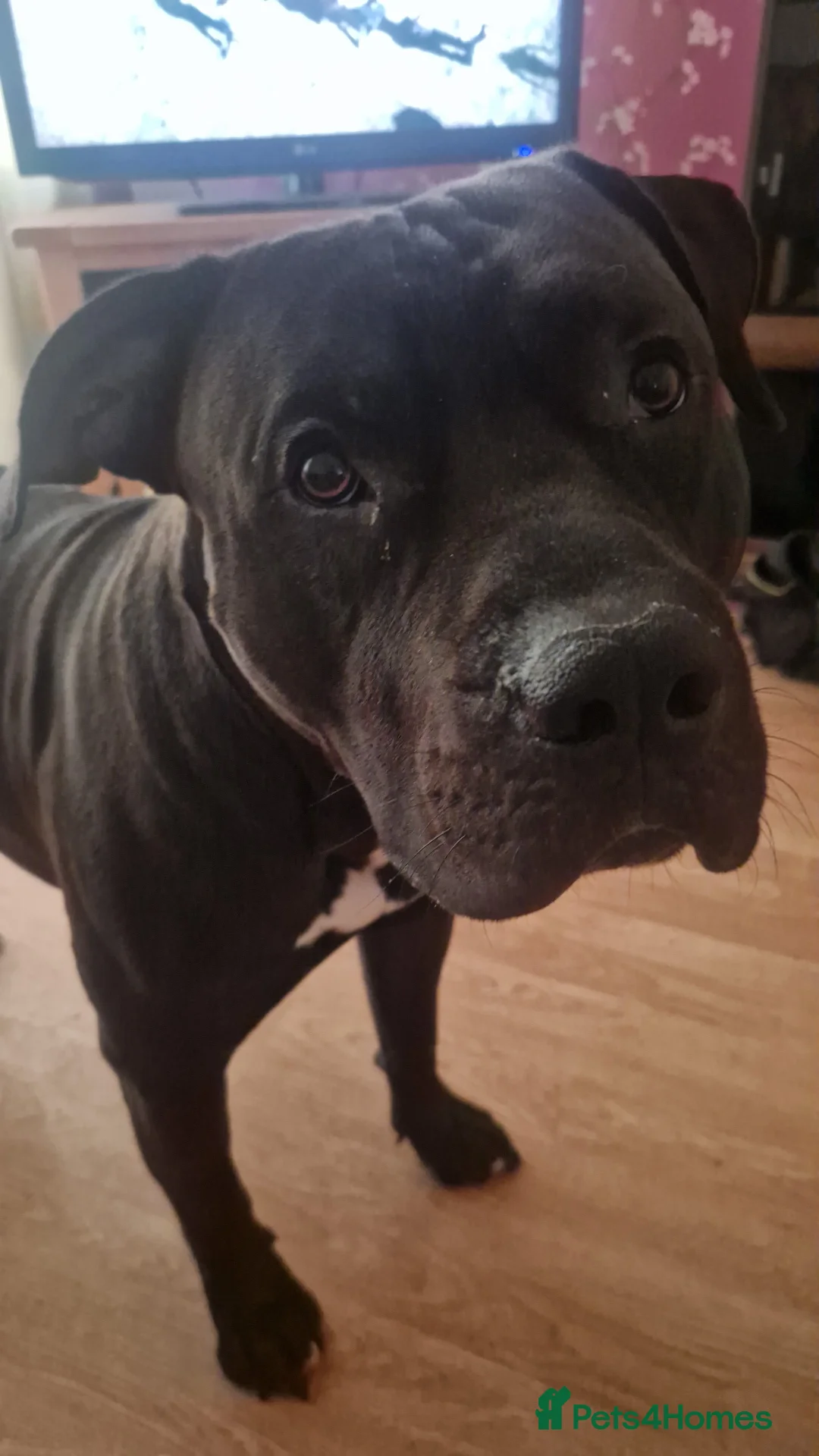 Presa Canario dogs for sale: Presa Canario, 2y3m – Big soft lad, cuddle monster - Advert 12