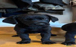 Goldador dogs for sale: GORGEOUS GOLDADORS  - Image 23