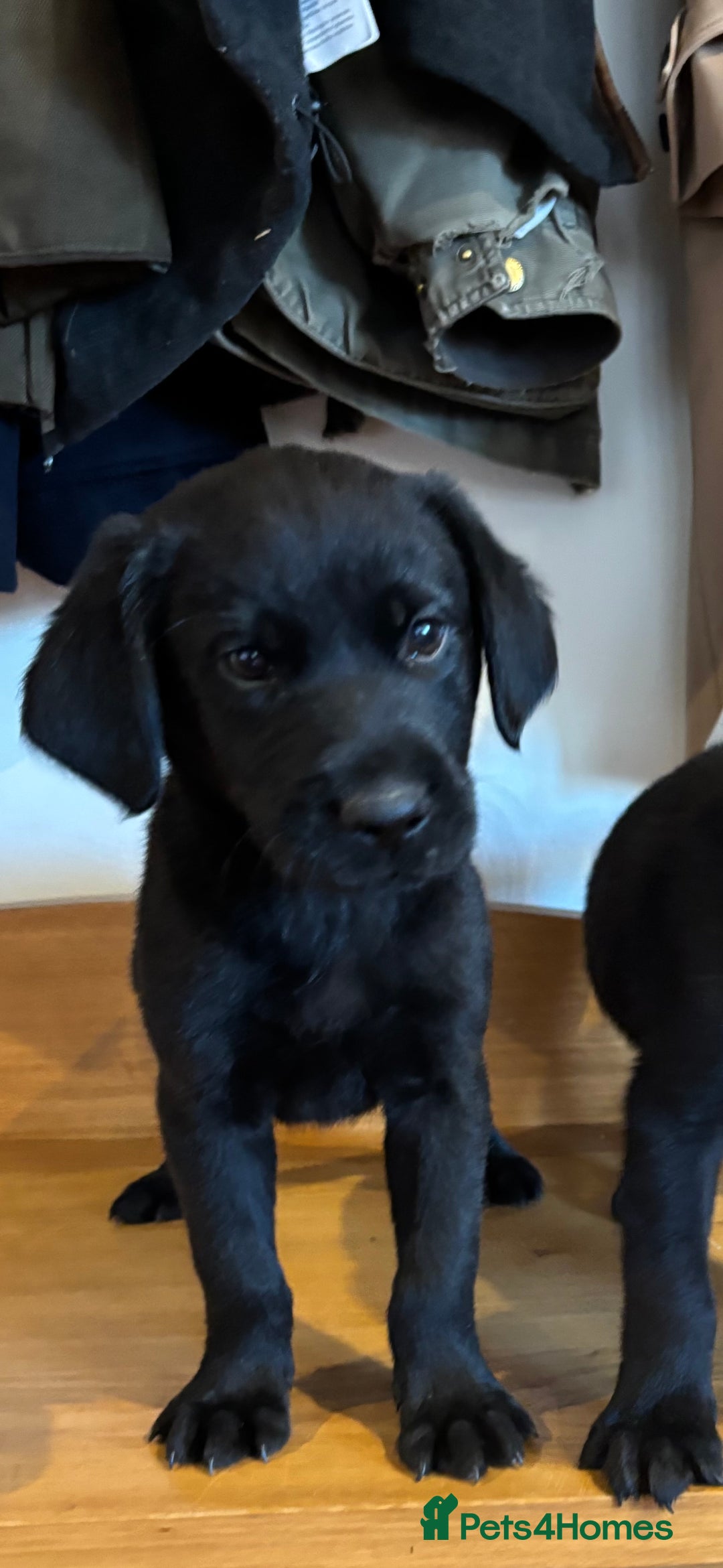 Goldador dogs for sale: GORGEOUS GOLDADORS  - Image 23