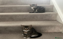 British Shorthair cats for sale: Playful kittens ready for loving homes - Image 17