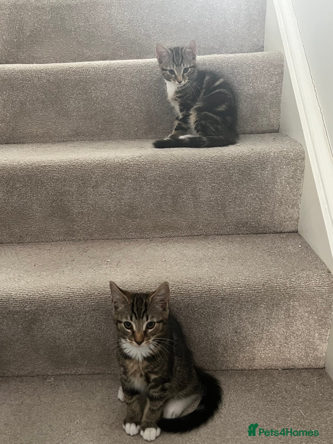 British Shorthair cats for sale: Playful kittens ready for loving homes - Image 17