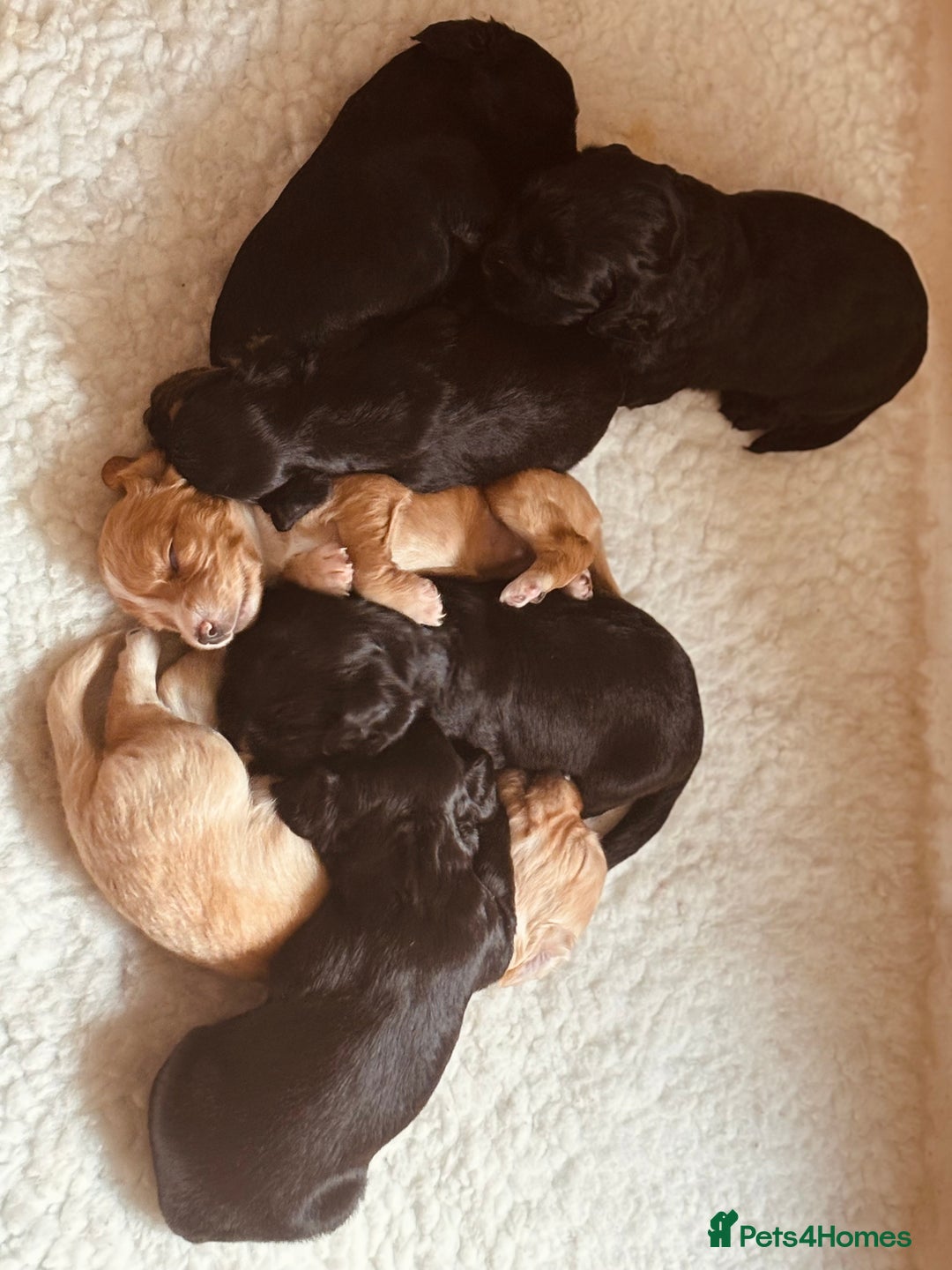 Cocker Spaniel dogs for sale: KC working cocker spaniel puppies - Image 6