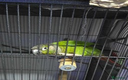 Conures birds for sale: Green cheek conure - Image 2
