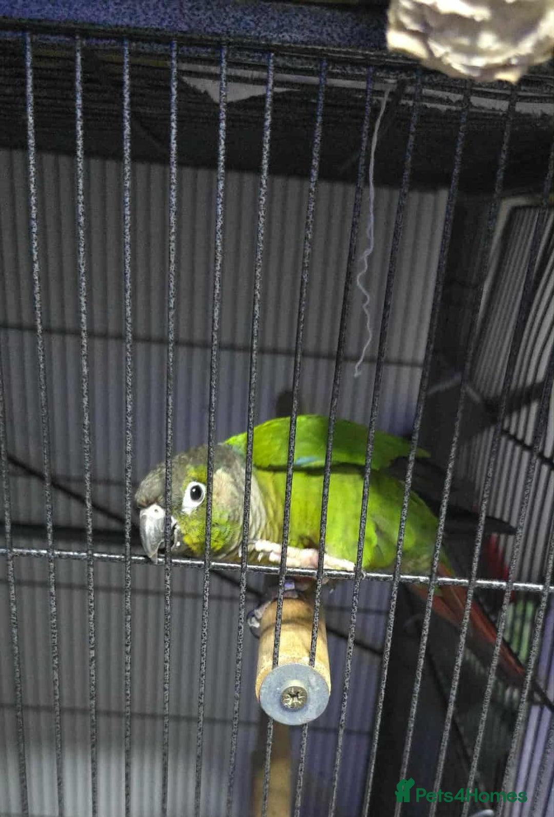 Conures birds for sale: Green cheek conure - Image 2