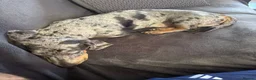 Miniature Dachshund dogs for sale: Miniature dachshund in Grimsby - Advert 3
