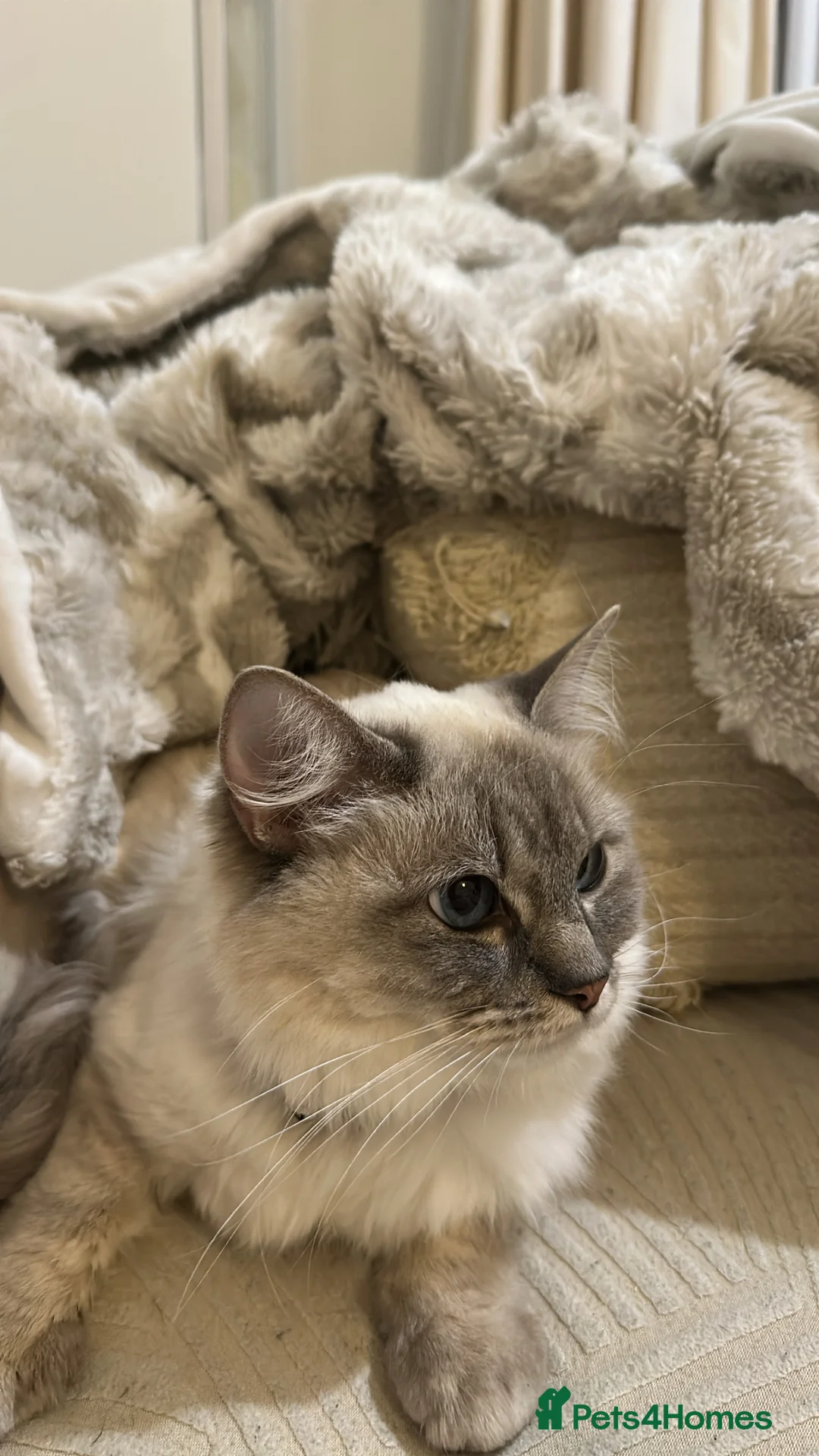Ragdoll cats for sale: Gorgeous ragdoll - Advert 3